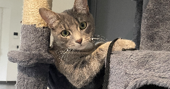 sarah pet sitter à BEAUMONT DE LOMAGNE 82500_3