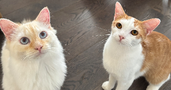 oceane pet sitter à MONTIGNY LES METZ 57950_4