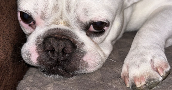 derache pet sitter à PARIS 07 75007_1