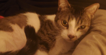 karine pet sitter à EVREUX 27000_3