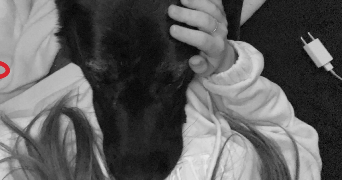 channel pet sitter à BEAUCOURT 90500_0