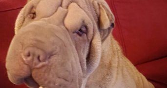 clothildra pet sitter à ST OUEN DE THOUBERVILLE 27310_3