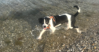 audrey pet sitter à PLOUZANE 29280_1