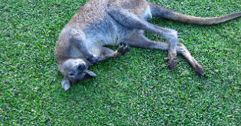 frenchy dog sitter à STRASBOURG 67000_0