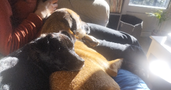 lucas pet sitter à CHALEZEULE 25220_3