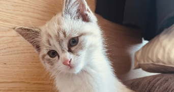 malory pet sitter à MERIEL 95630_2