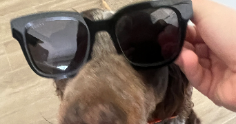 lilou lamaisonbyl  pet sitter à VESCOVATO 20215_7