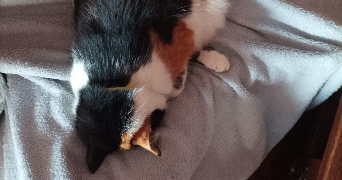 diane pet sitter à LA MOTHE ST HERAY 79800_3