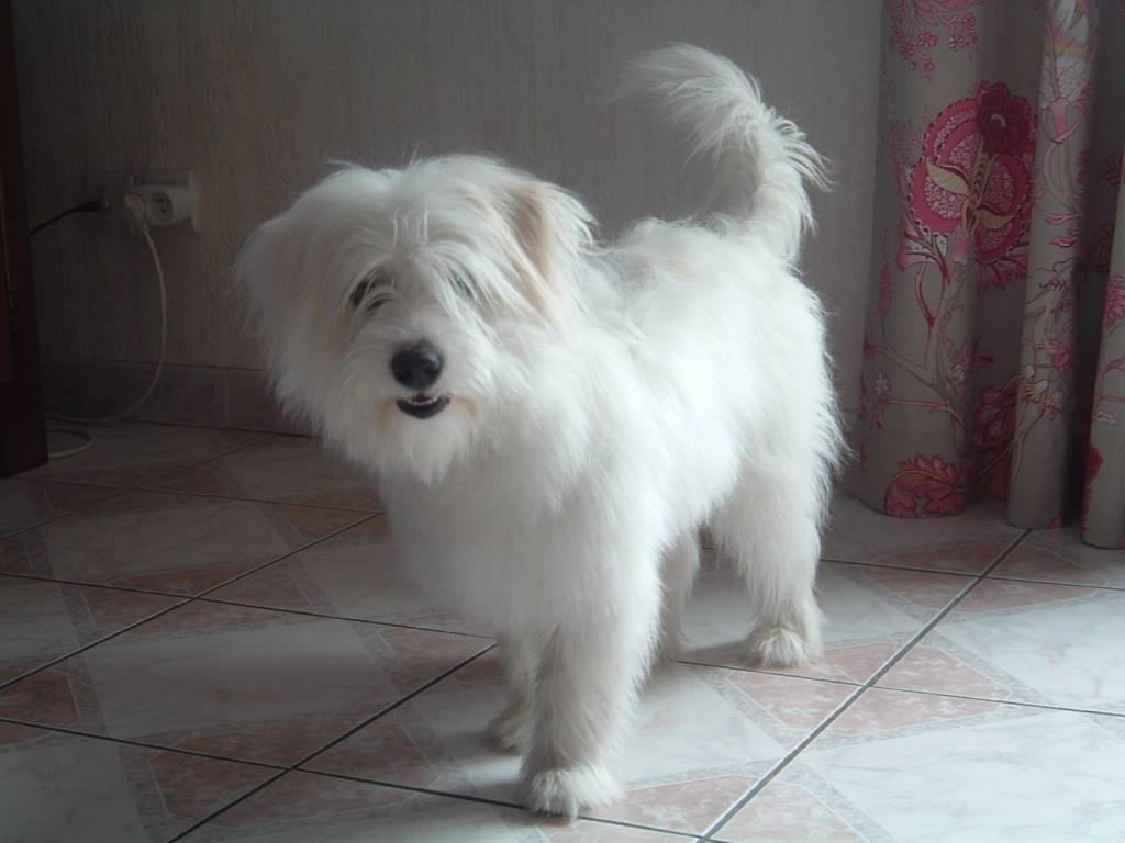 Corine pet sitter à Soyaux 16800_1