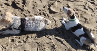 hervé pet sitter à LE BARCARES 66420_1