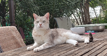 lili pet sitter à Vitrolles 13127_2