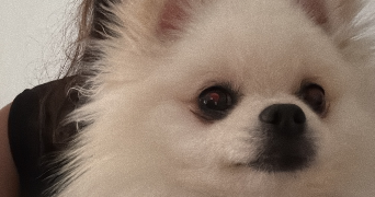 maeva pet sitter à HAGUENAU 67500_3