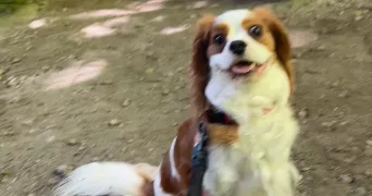 manon pet sitter à LA CHAPELLE SUR ERDRE 44240