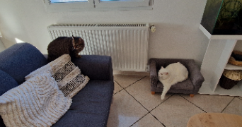 marine pet sitter à BAGARD 30140_4