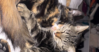 emma pet sitter à GENAS 69740_8