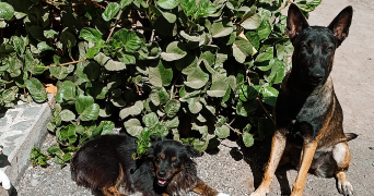raphaelle pet sitter à MERIGNAC 33700_6
