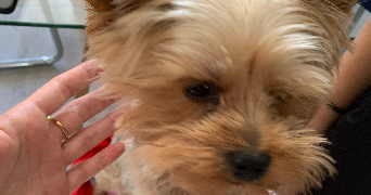 claire pet sitter à ST MARTIN DE CRAU 13310_8