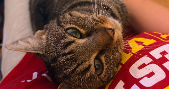 fantine pet sitter à CAEN 14000_1