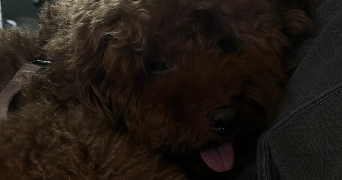 raha dog sitter à PARIS 19 75019_2