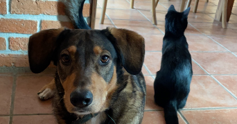 célia pet sitter à SEPT SORTS 77260_1