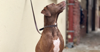 lara pet sitter à CLAMART 92140_1