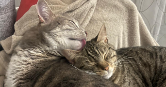 deborah pet sitter à BOURGOIN JALLIEU 38300_3