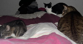 alexia pet sitter à CAMBO LES BAINS 64250_4