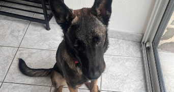 mickael dog sitter à BOISTRUDAN 35150_2