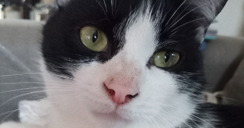 marina pet sitter à LESCURE D ALBIGEOIS 81380_1