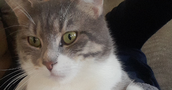 anne-sophie pet sitter à BOSROBERT 27800_3