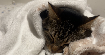 hana pet sitter à LONGWY 54400_0