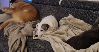 celia pet sitter à ST FIRMIN 54930_0