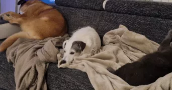 celia pet sitter à ST FIRMIN 54930