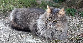 laura pet sitter à SORGUES 84700_2