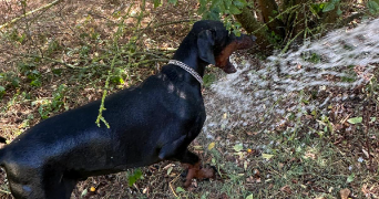 ambre pet sitter à PUSIGNAN 69330_7