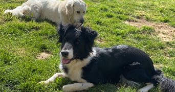 marion pet sitter à AUDINCTHUN 62560_1