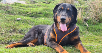 charlène pet sitter à ST MARTIN D ARROSSA 64780_1