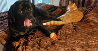 eva pet sitter à ELANCOURT 78990_8