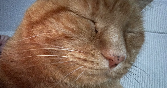 antoine pet sitter à GOURNAY SUR MARNE 93460_2