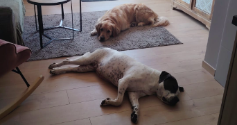 pierrine pet sitter à ARLAY 39140_0