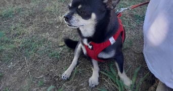 gema pet sitter à NEUILLY SUR SEINE 92200_0
