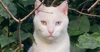 laetitia pet sitter à NORGES LA VILLE 21490_5