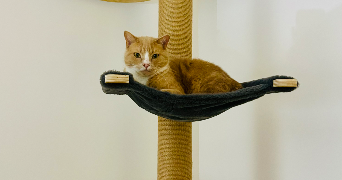 elvina cat sitter à LE PARC 50870_8