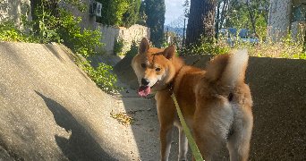 sarah pet sitter à LE PRADET 83220_2