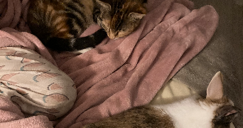 luna pet sitter à CACHAN 94230_4