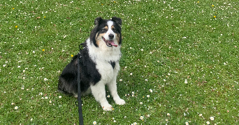 iris pet sitter à CAEN 14000_1