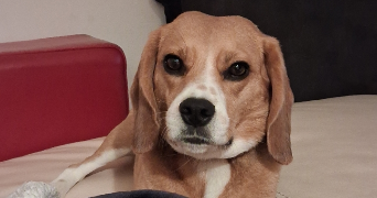 ellea pet sitter à ST GREGOIRE 35760_2