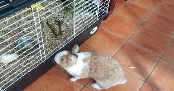 Sylvia  pet sitter à MOUVAUX 59420_3