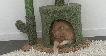 berenice pet sitter à MELESSE 35520_7