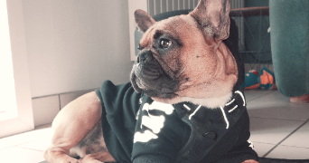 méli pet sitter à CHALLANS 85300_4